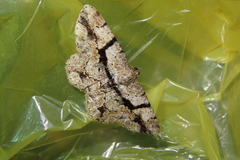 Psilalcis diorthogonia