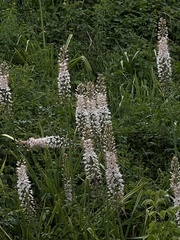Eremurus