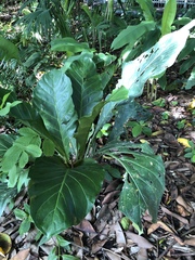 Anthurium salvinii