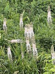Eremurus