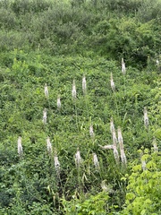 Eremurus