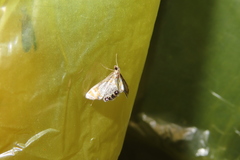 Nymphicula yoshiyasui