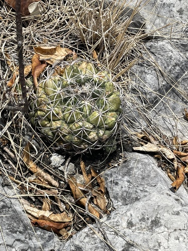 Coryphantha elephantidens