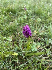 Dactylorhiza umbrosa