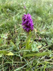 Dactylorhiza umbrosa