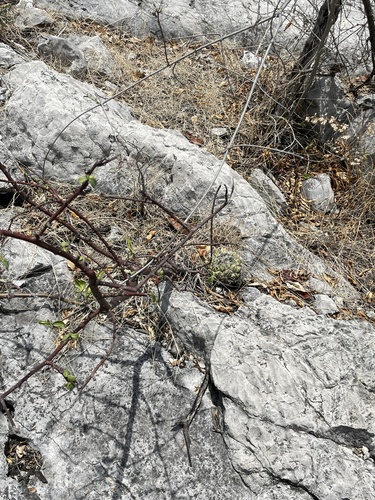 Coryphantha elephantidens