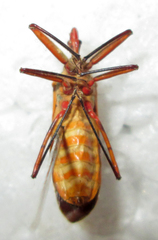 Pseudophonoctonus formosus