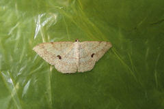 Luxiaria mitorrhaphes
