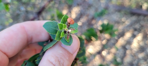 Image of Arctostaphylos purissima by no rights reserved