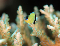 Pycnochromis retrofasciatus