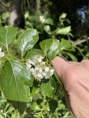 Crataegus gaylussacia