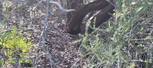 Image of Arctostaphylos purissima by no rights reserved
