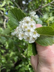 Crataegus gaylussacia