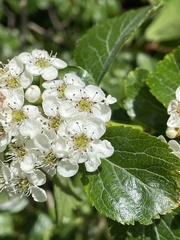 Crataegus gaylussacia