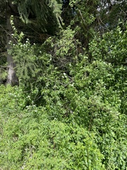 Crataegus gaylussacia