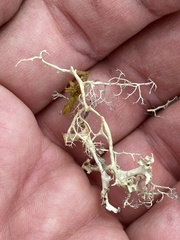 Alectoria ochroleuca