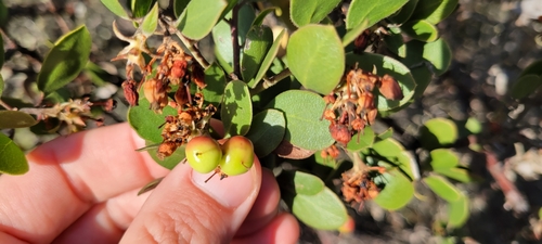 Image of Arctostaphylos rudis by no rights reserved