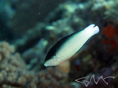 Anampses neoguinaicus