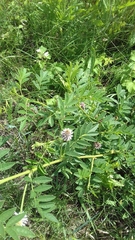 Glycyrrhiza echinata