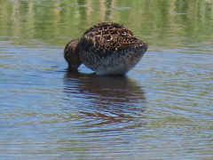 Limnodromus griseus griseus