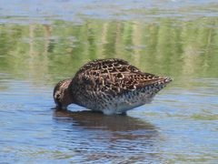 Limnodromus griseus griseus