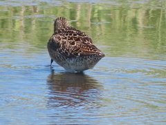Limnodromus griseus griseus