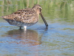 Limnodromus griseus griseus