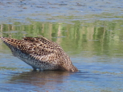 Limnodromus griseus griseus