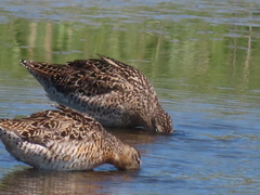 Limnodromus griseus griseus