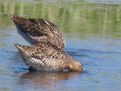 Limnodromus griseus griseus