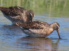 Limnodromus griseus griseus