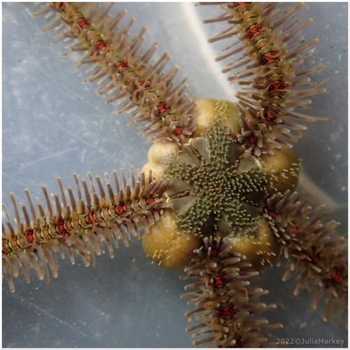 Rough Banded Brittle Star (Ophiothrix rudis) · iNaturalist United Kingdom