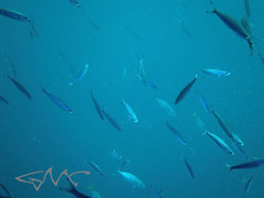 Caesio lunaris
