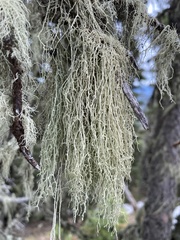 Evernia divaricata