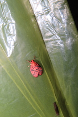 Aberrasine lichenshihi