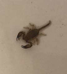 Euscorpius