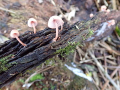 Mycena parsonsii
