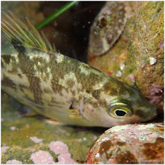 Dwarf Perch photo 2