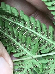 Pelazoneuron puberulum