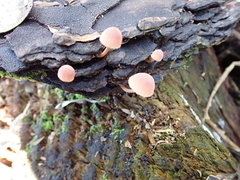 Mycena parsonsii