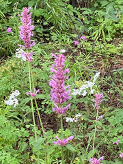 Agastache mexicana