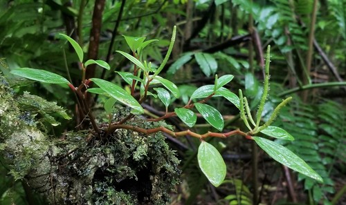 Peperomia oahuensis