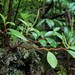 Peperomia oahuensis - Photo (c) Mashuri Waite, some rights reserved (CC BY-NC), uploaded by Mashuri Waite