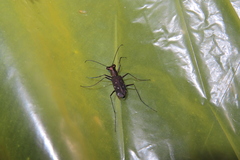 Cylindera kaleea angulimaculata
