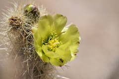 Cylindropuntia ganderi
