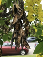 Laburnum anagyroides