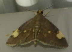 Evergestis unimacula