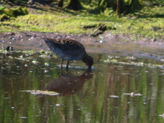 Limnodromus griseus griseus