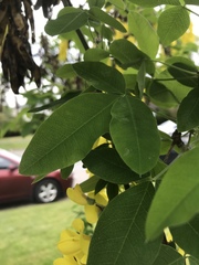 Laburnum anagyroides