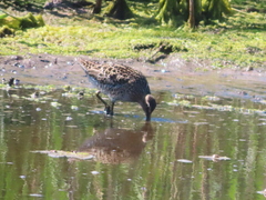 Limnodromus griseus griseus